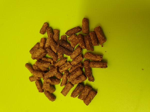 Trainingssnacks Insekten