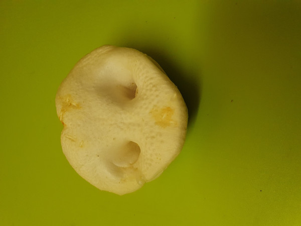 Weiße gepuffte Schweinenasen